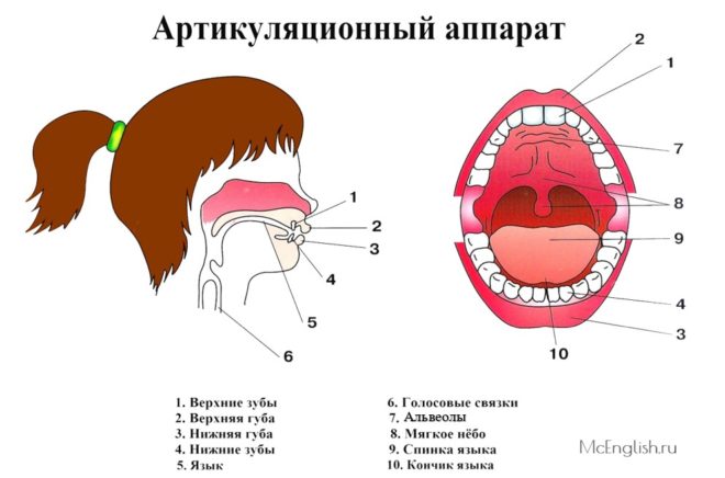 речевой аппарат